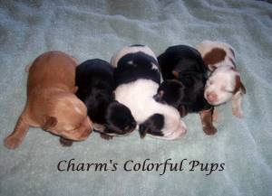 Colorful Chandler Run Pups