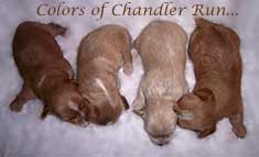 Colors of Chandler Run