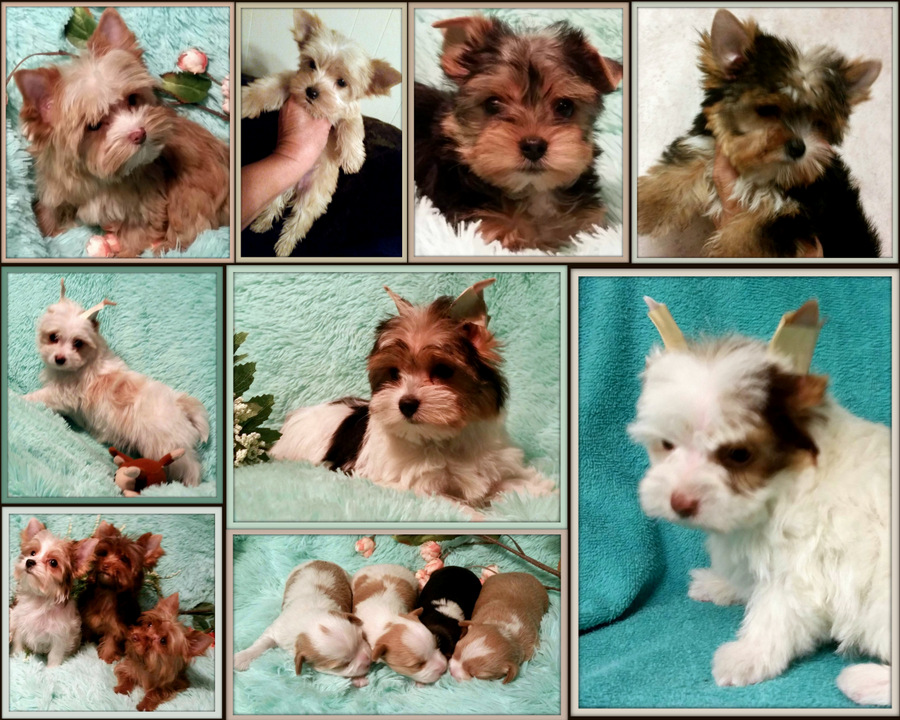 sold puppies